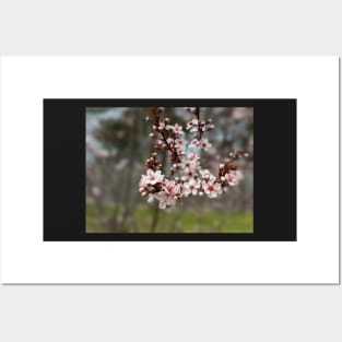 Cherry Blossoms 4 Posters and Art